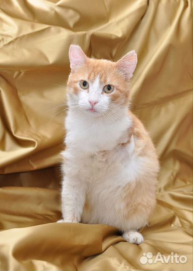 Гарфилду нужна семья