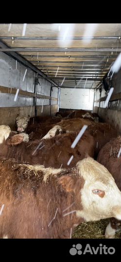 Телки и только телки