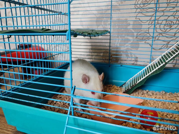 Крыса с клеткой