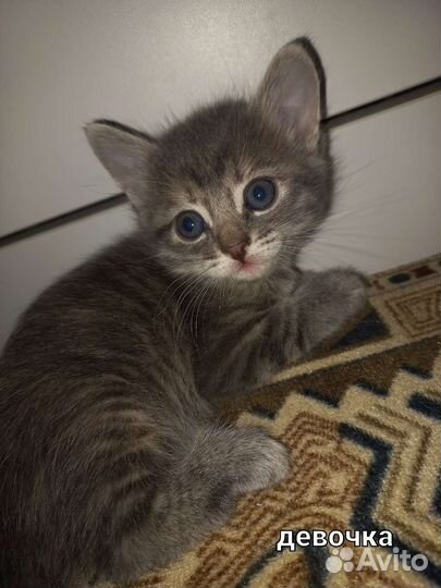 Кошка в дар бесплатно