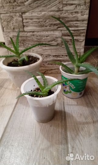 Алоэ столетник лечебный цветок