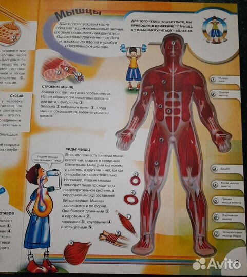 Тело человека книга