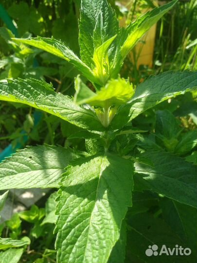 Мята Мохито,перечная, чайная