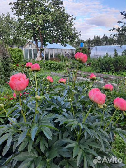 Пионы саженцы