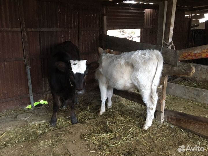 Бычек и телка