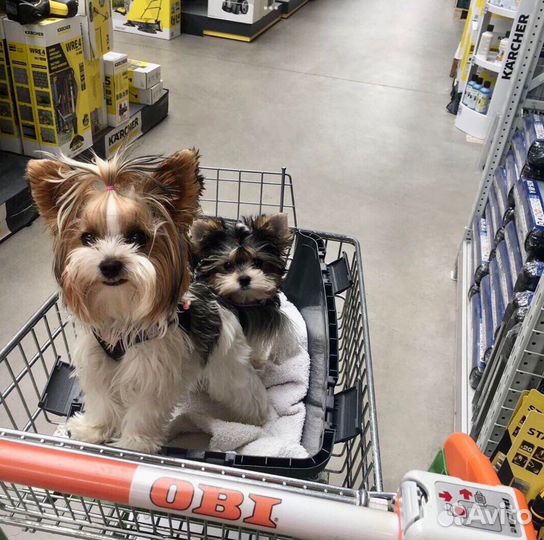 Мини и Стандарт и Микро