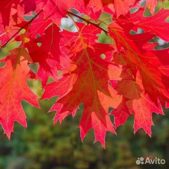Уникальное дерево - Дуб Канадский красный саженцы