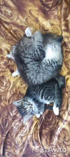 Котята в добрые руки приучены к лотку