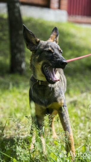 Щенки в дар