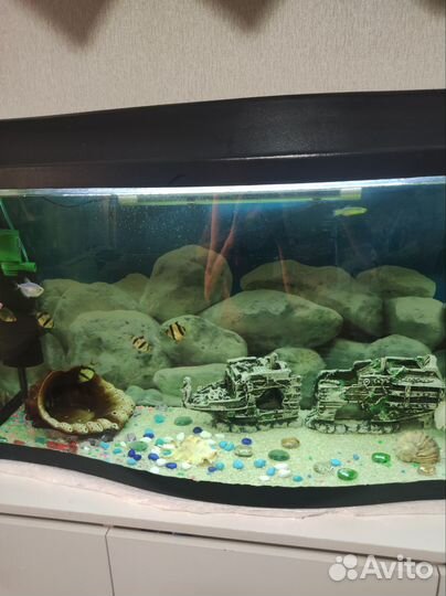 Аквариум с рыбками