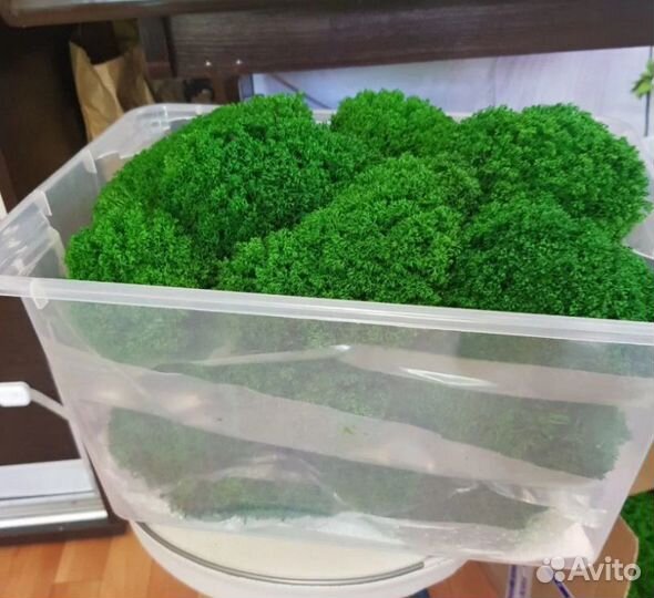 Натуральный стабилизированный мох опт