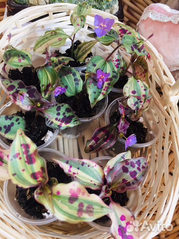 Хойя карноза