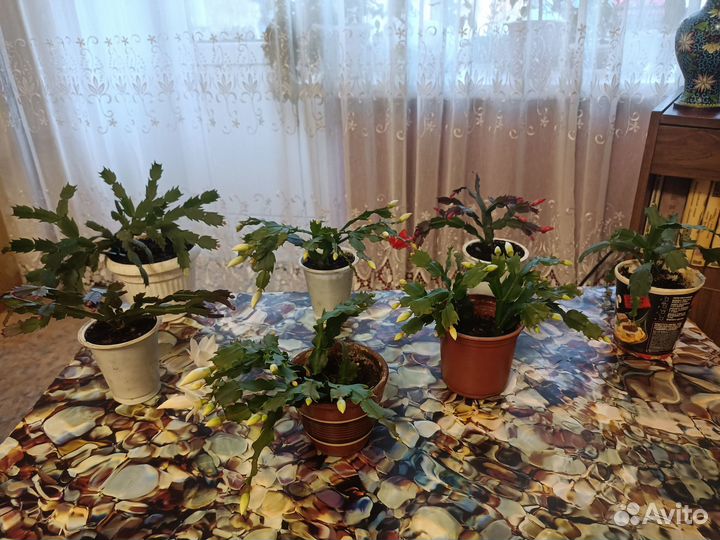 Цветок декабрист