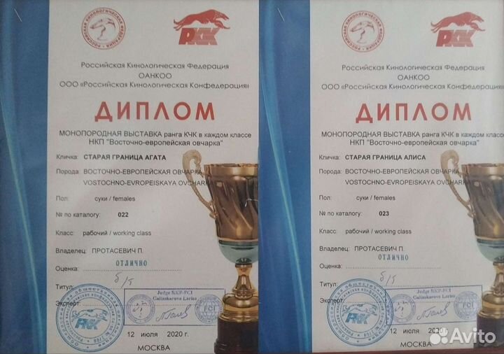 Щенки Восточноевропейская овчарка