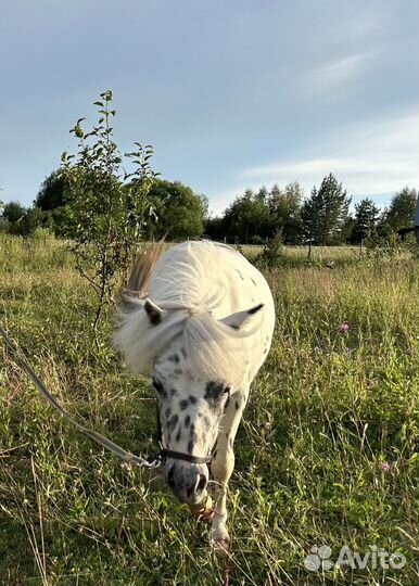 Пони мини аппалуза