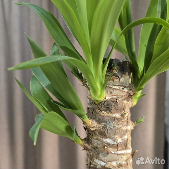 Пальма юкка в кашпо