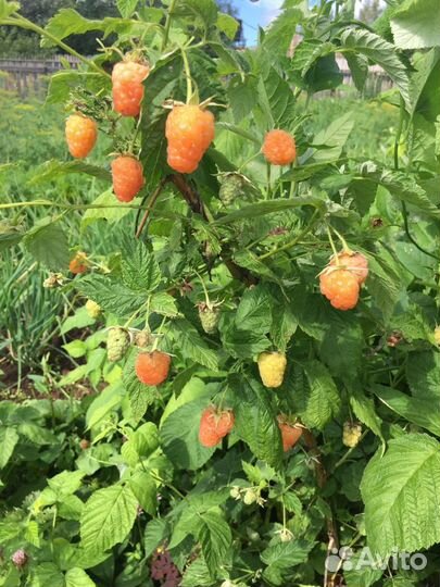 Малина ремонтантная