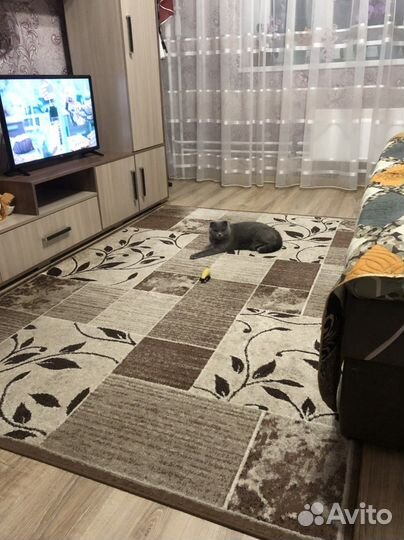 Стенка и ковер