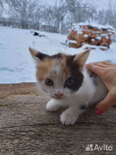 Котенок в добрые руки