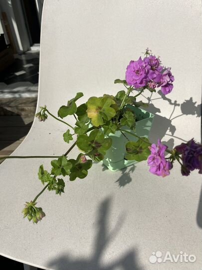 Пеларгония герань