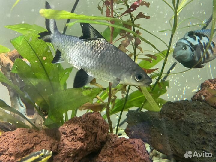 Тетра, акулий балу, цихлазома, наннакара