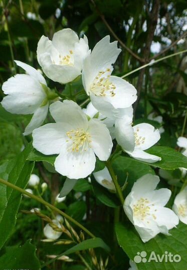 Чубушниклемуана Алабастер