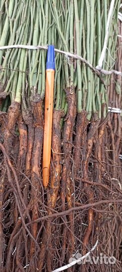 Шиповник подводной для роз