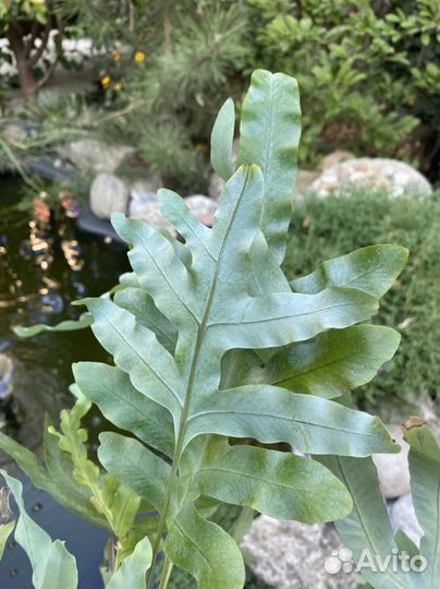 Папаротник, Питахайя, Фикус