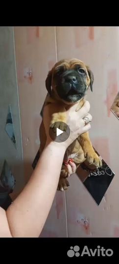 Щенки кане корсо