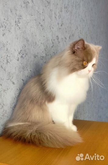 Котик молодой Хайленд страйт