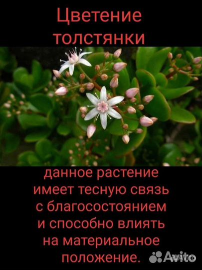 Крассула толстянка