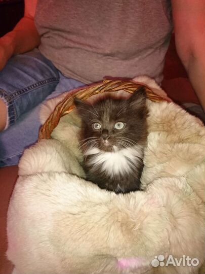 Персидская