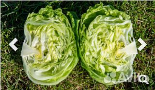 Семена Салата 