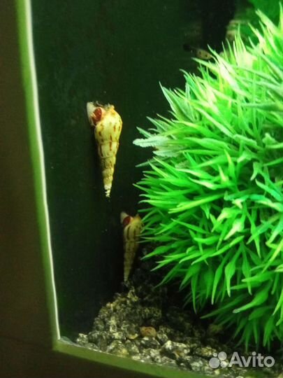 Улитки Мелании