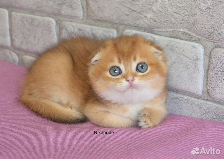 Шотландская