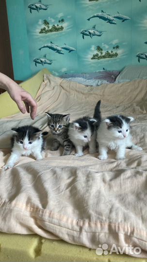 Отдам в добрые руки котят