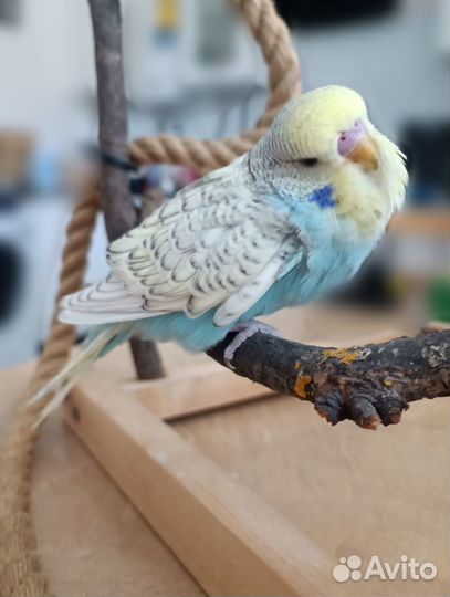 Ручной птенец, самец ввп (Чех)