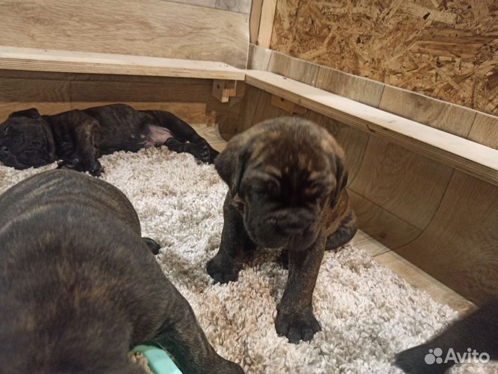 Щенки Кане Корсо