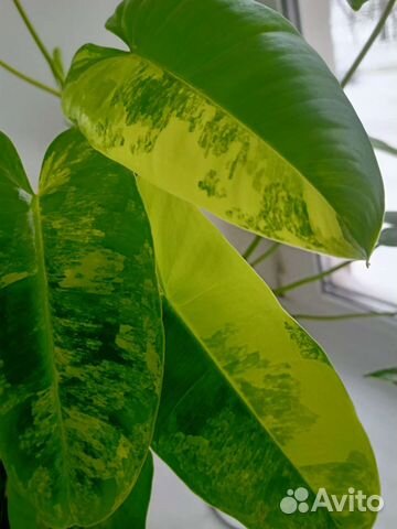 Филодендрон Бурле Маркс