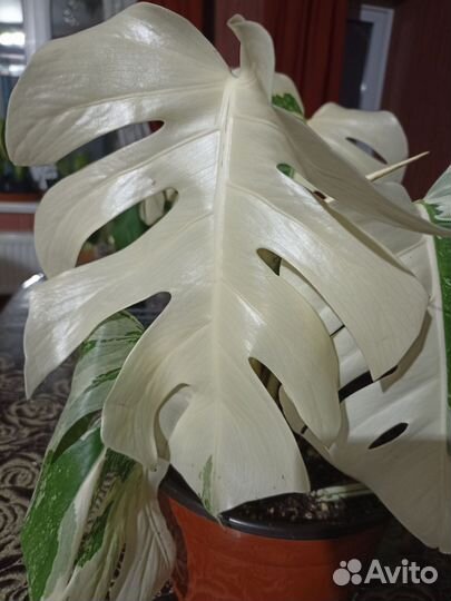 Монстера альба