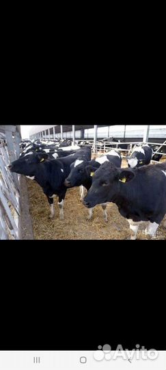 Быки и телочки