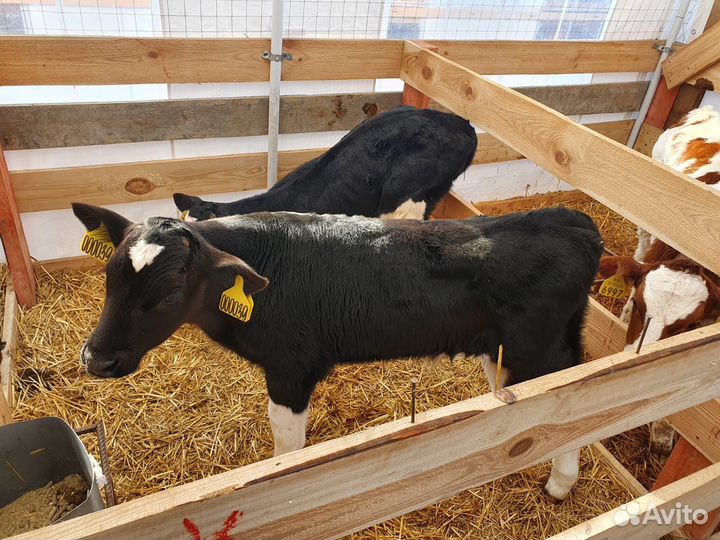 Бычки и быки