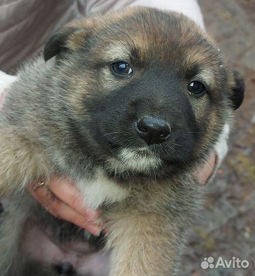Щенки-карапузы