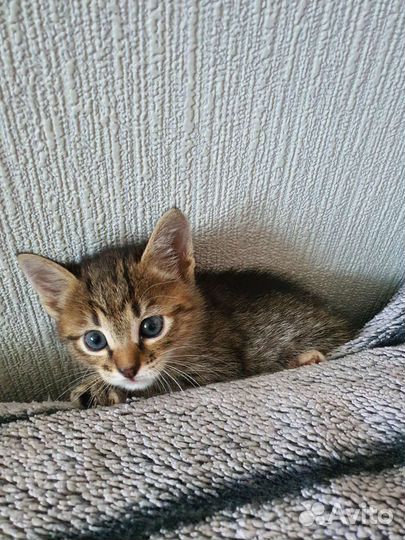 Котенок в дар в хорошие руки