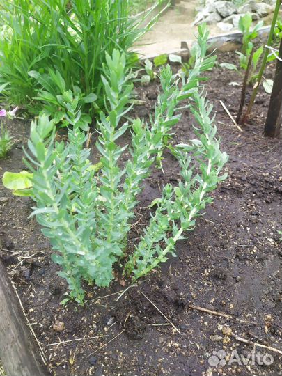 Радиола розовая