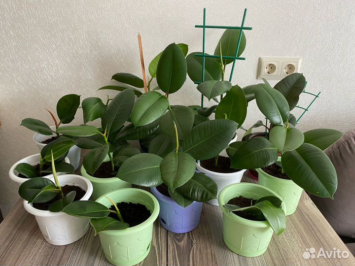 Фикус в ассортименте