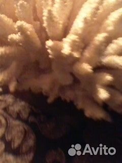 Коралл океанический натуральный