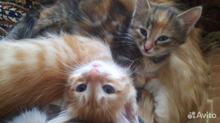 Котята в добрые руки приучены к лотку