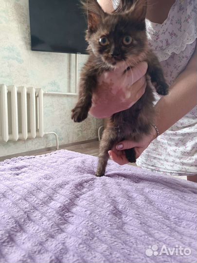 Котенок в дар бесплатно