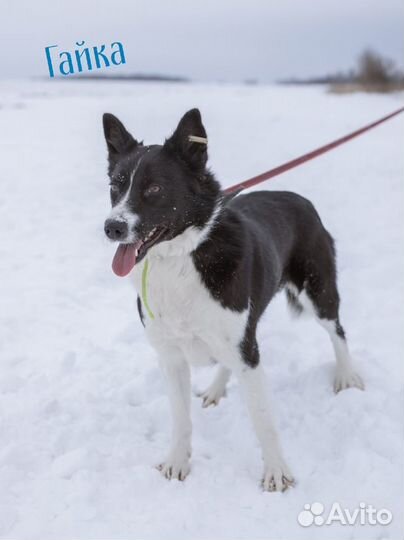 Собачки из приюта ждут вас